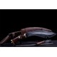 MK Patriotic (General Service Khukuri)